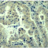 Immunohistochemistry - Anti-EIF4G1 (phospho S1232) Antibody (AP0279) - Antibodies.com