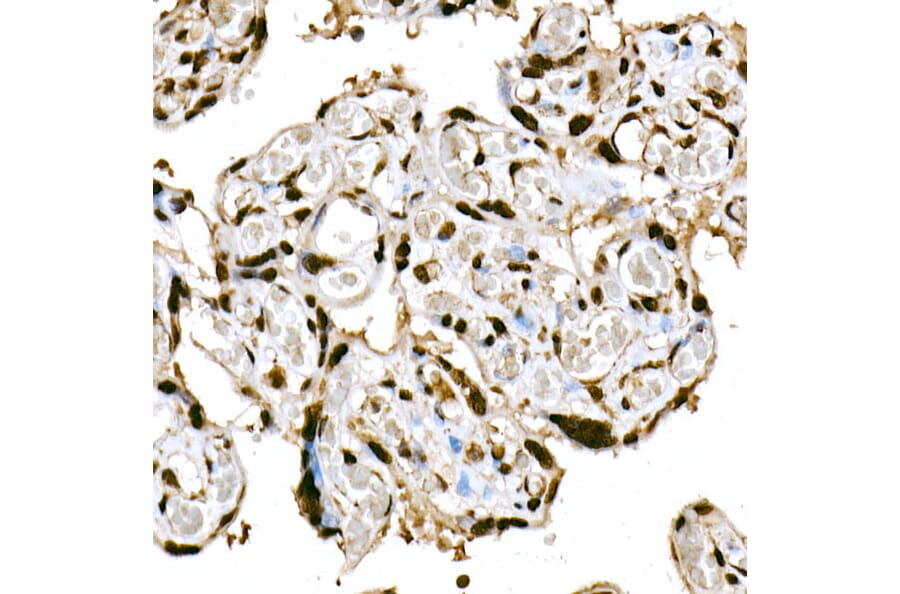 Immunohistochemistry - Anti-HDAC4 (phospho Ser246) + HDAC5 (phospho Ser259) + HDAC9 (phospho Ser220) Antibody (A10908) - Antibodies.com
