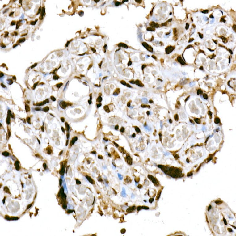 Immunohistochemistry - Anti-HDAC4 (phospho Ser246) + HDAC5 (phospho Ser259) + HDAC9 (phospho Ser220) Antibody (A10908) - Antibodies.com
