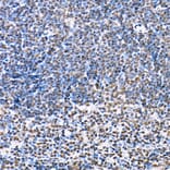 Immunohistochemistry - Anti-HDAC4 (phospho Ser246) + HDAC5 (phospho Ser259) + HDAC9 (phospho Ser220) Antibody (A10908) - Antibodies.com