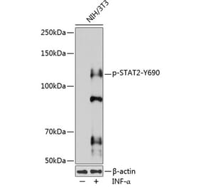 Western Blot - Anti-STAT2 (phospho Tyr690) Antibody (A10909) - Antibodies.com