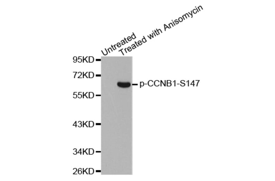 Western Blot - Anti-CCNB1 (phospho S147) Antibody (AP0287) - Antibodies.com