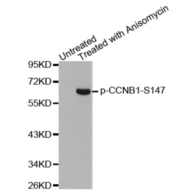 Western Blot - Anti-CCNB1 (phospho S147) Antibody (AP0287) - Antibodies.com
