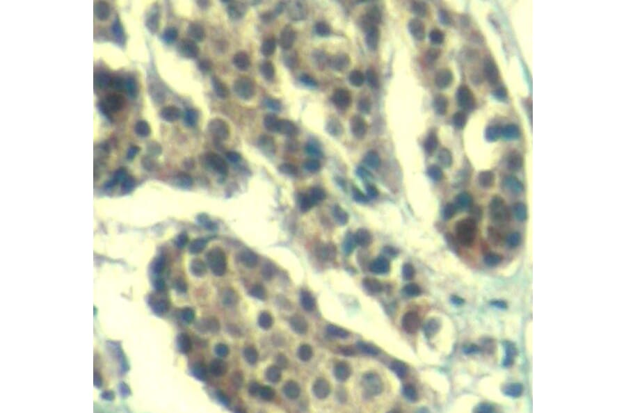 Immunohistochemistry - Anti-CCNB1 (phospho S147) Antibody (AP0287) - Antibodies.com