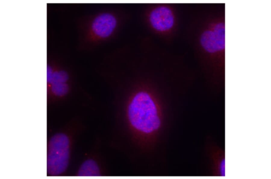 Immunofluorescence - Anti-CCNB1 (phospho S147) Antibody (AP0287) - Antibodies.com