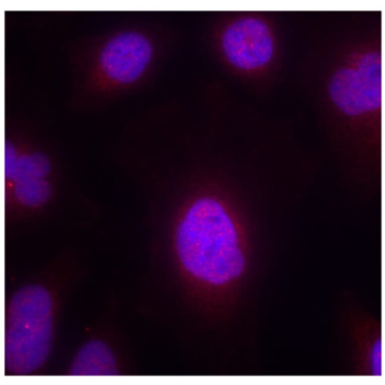 Immunofluorescence - Anti-CCNB1 (phospho S147) Antibody (AP0287) - Antibodies.com