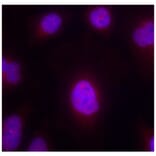 Immunofluorescence - Anti-CCNB1 (phospho S147) Antibody (AP0287) - Antibodies.com