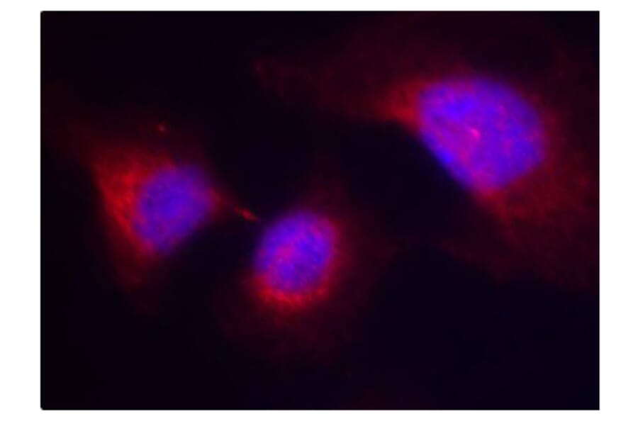 Immunofluorescence - Anti-Syk (phospho Tyr323) Antibody (A10913) - Antibodies.com