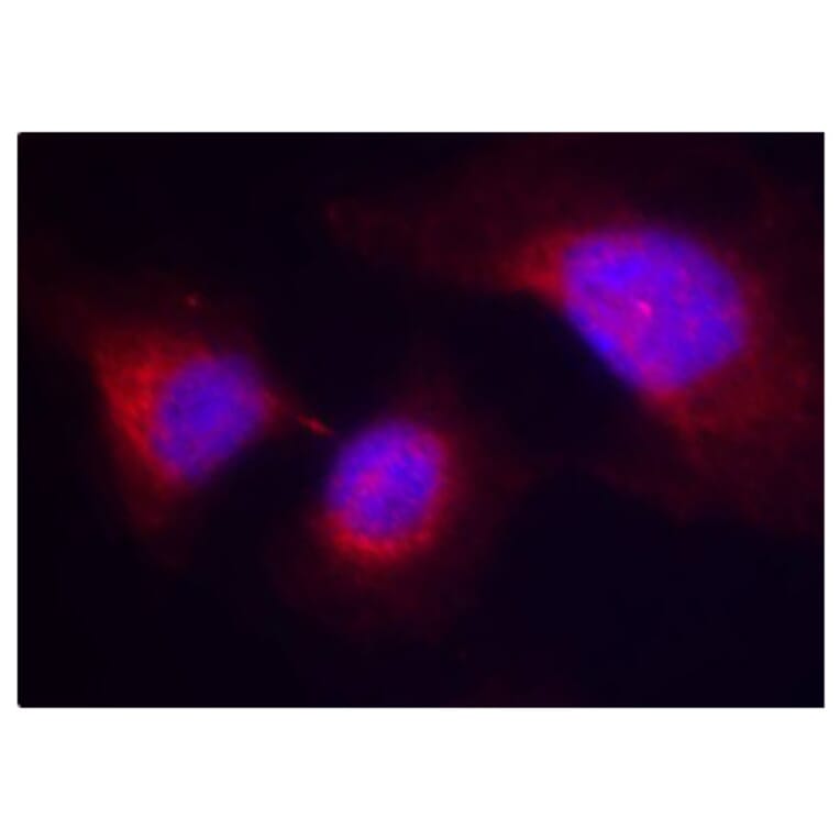 Immunofluorescence - Anti-Syk (phospho Tyr323) Antibody (A10913) - Antibodies.com
