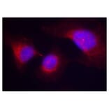 Immunofluorescence - Anti-Syk (phospho Tyr323) Antibody (A10913) - Antibodies.com