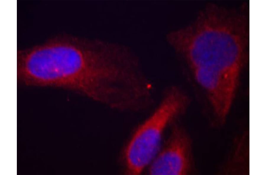 Immunofluorescence - Anti-CBL (phospho Y700) Antibody (AP0292) - Antibodies.com