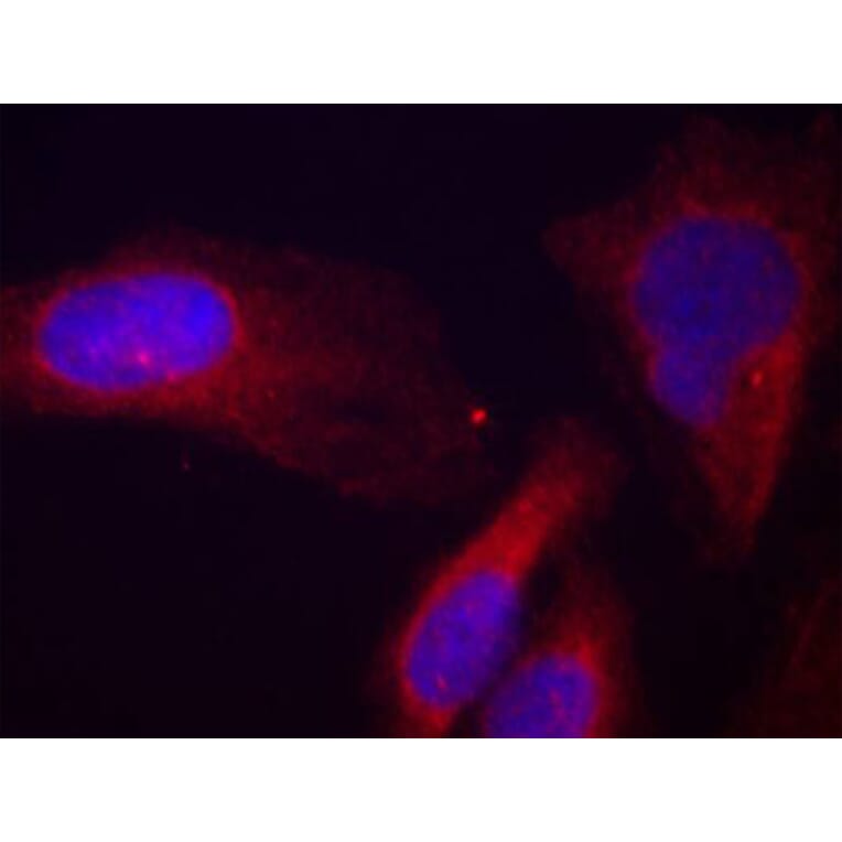 Immunofluorescence - Anti-CBL (phospho Y700) Antibody (AP0292) - Antibodies.com