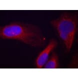 Immunofluorescence - Anti-CBL (phospho Y700) Antibody (AP0292) - Antibodies.com