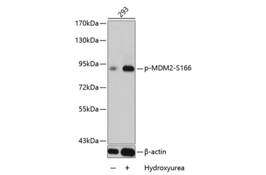 Western Blot - Anti-MDM2 (phospho S166) Antibody (AP0293) - Antibodies.com