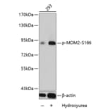 Western Blot - Anti-MDM2 (phospho S166) Antibody (AP0293) - Antibodies.com