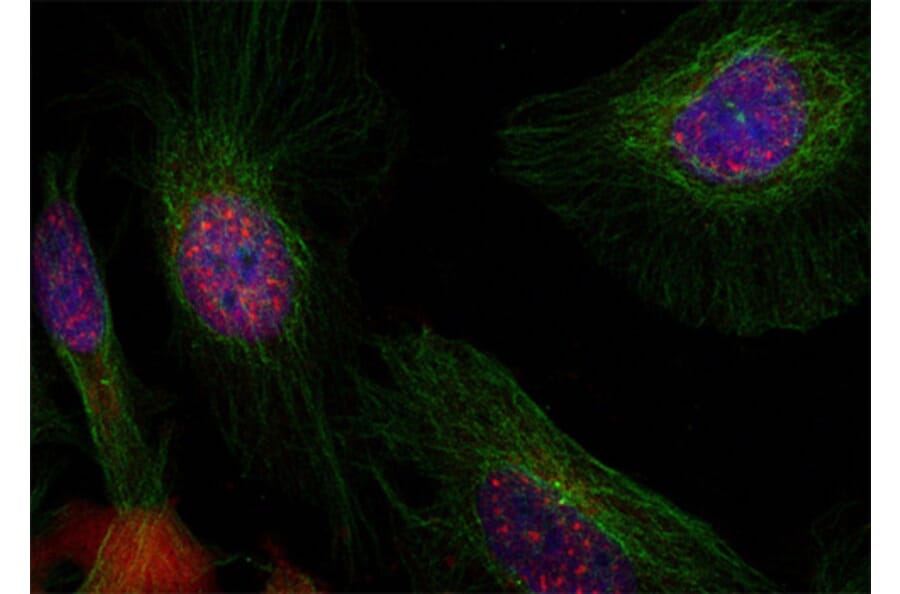 Immunofluorescence - Anti-MDM2 (phospho S166) Antibody (AP0293) - Antibodies.com