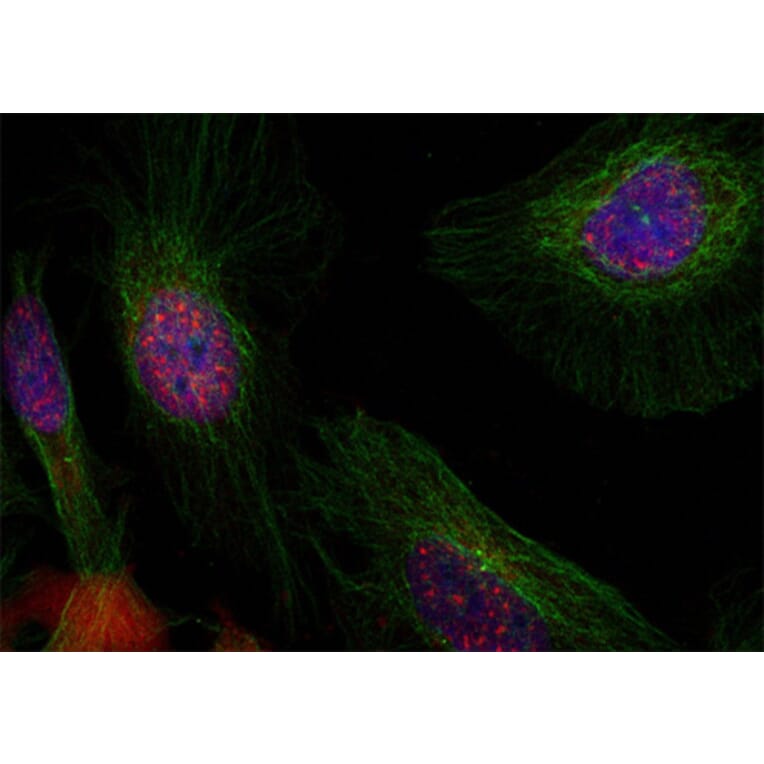Immunofluorescence - Anti-MDM2 (phospho S166) Antibody (AP0293) - Antibodies.com