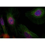 Immunofluorescence - Anti-MDM2 (phospho S166) Antibody (AP0293) - Antibodies.com