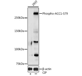 Western Blot - Anti-Acetyl Coenzyme A carboxylase alpha (phospho Ser79) Antibody (A10916) - Antibodies.com