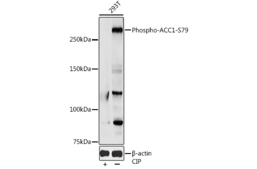Western Blot - Anti-Acetyl Coenzyme A carboxylase alpha (phospho Ser79) Antibody (A10916) - Antibodies.com