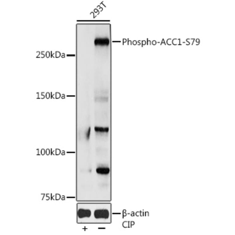 Western Blot - Anti-Acetyl Coenzyme A carboxylase alpha (phospho Ser79) Antibody (A10916) - Antibodies.com