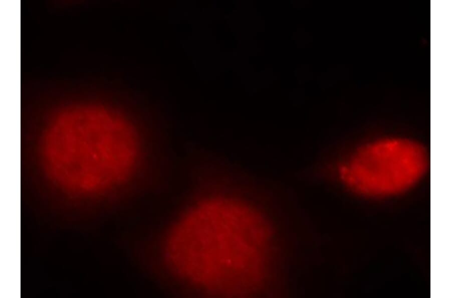 Immunofluorescence - Anti-Androgen Receptor (phospho Ser213) Antibody (A10918) - Antibodies.com