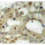 Immunohistochemistry - Anti-Androgen Receptor (phospho Ser650) Antibody (A10919) - Antibodies.com