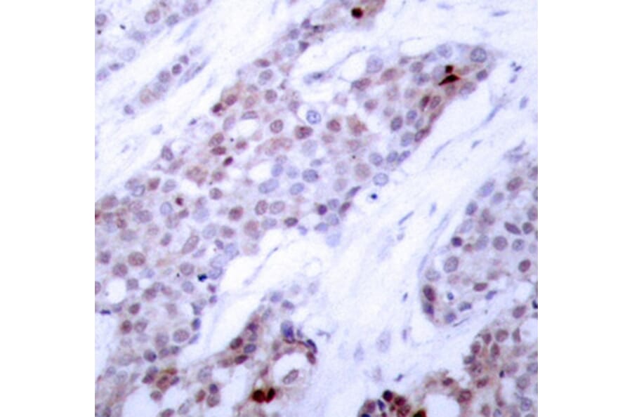 Immunohistochemistry - Anti-ATF-4 (phospho Ser245) Antibody (A10920) - Antibodies.com
