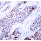 Immunohistochemistry - Anti-ATF-4 (phospho Ser245) Antibody (A10920) - Antibodies.com