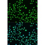 Immunofluorescence - Anti-BRCA1 (phospho Ser988) Antibody (A10925) - Antibodies.com