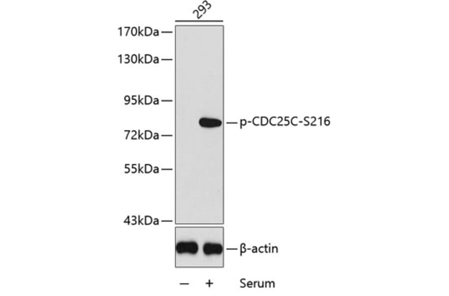 Western Blot - Anti-CDC25C (phospho S216) Antibody (AP0323) - Antibodies.com