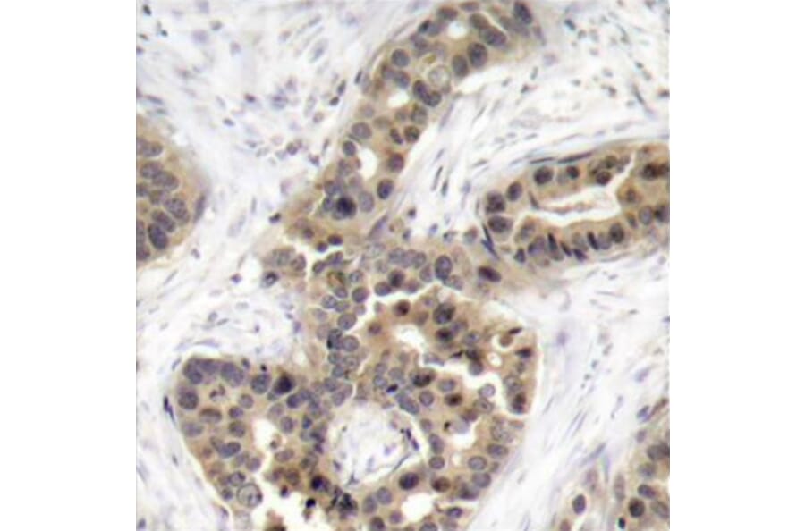 Immunohistochemistry - Anti-CDKN1A (phospho T145) Antibody (AP0327) - Antibodies.com