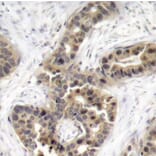Immunohistochemistry - Anti-CDKN1A (phospho T145) Antibody (AP0327) - Antibodies.com