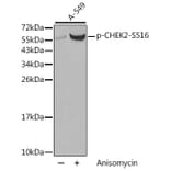 Western Blot - Anti-CHEK2 (phospho S516) Antibody (AP0331) - Antibodies.com