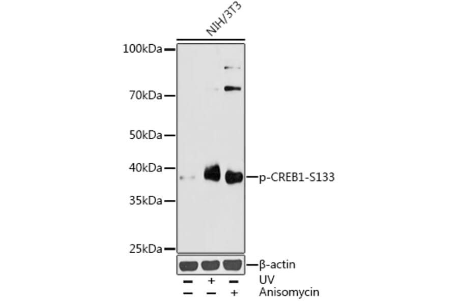 Western Blot - Anti-CREB (phospho Ser133) Antibody (A10929) - Antibodies.com