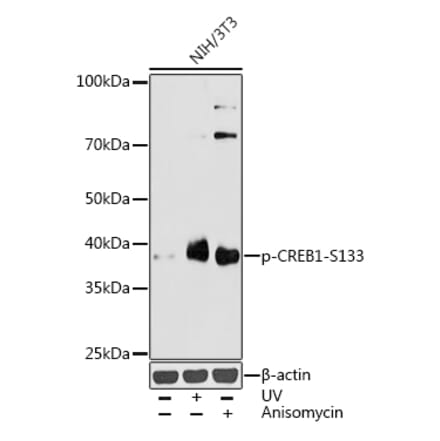 Western Blot - Anti-CREB (phospho Ser133) Antibody (A10929) - Antibodies.com