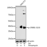 Western Blot - Anti-CREB (phospho Ser133) Antibody (A10929) - Antibodies.com
