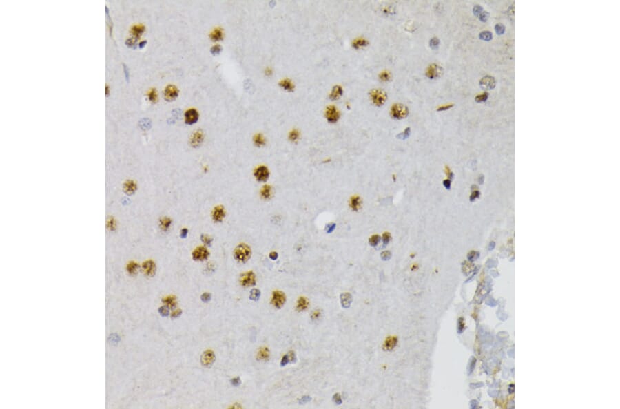 Immunohistochemistry - Anti-CREB (phospho Ser133) Antibody (A10929) - Antibodies.com