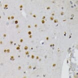Immunohistochemistry - Anti-CREB (phospho Ser133) Antibody (A10929) - Antibodies.com