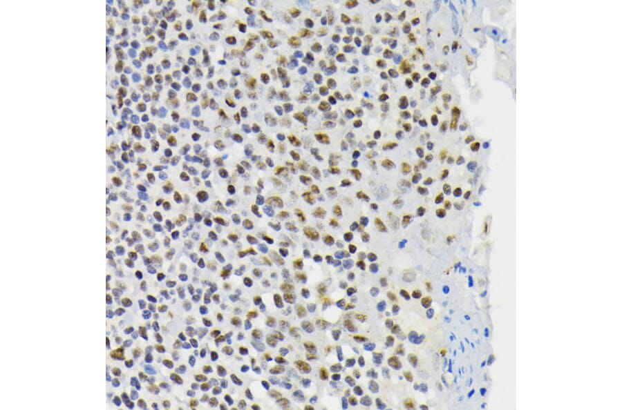 Immunohistochemistry - Anti-CREB (phospho Ser133) Antibody (A10929) - Antibodies.com