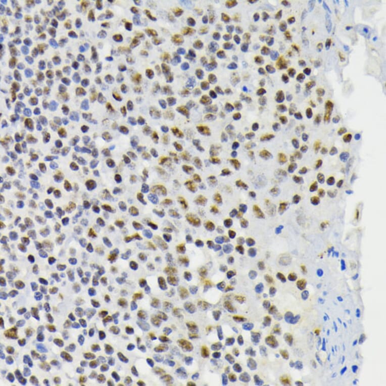 Immunohistochemistry - Anti-CREB (phospho Ser133) Antibody (A10929) - Antibodies.com