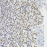Immunohistochemistry - Anti-CREB (phospho Ser133) Antibody (A10929) - Antibodies.com