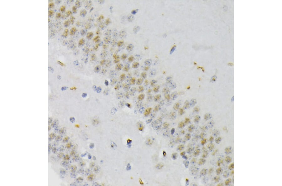 Immunohistochemistry - Anti-CREB (phospho Ser133) Antibody (A10929) - Antibodies.com