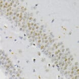Immunohistochemistry - Anti-CREB (phospho Ser133) Antibody (A10929) - Antibodies.com