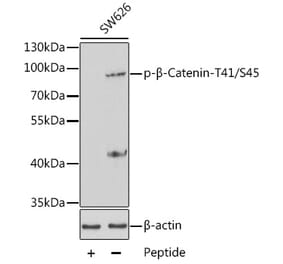 Western Blot - Anti-beta Catenin (phospho Thr41 + Ser45) Antibody (A10930) - Antibodies.com