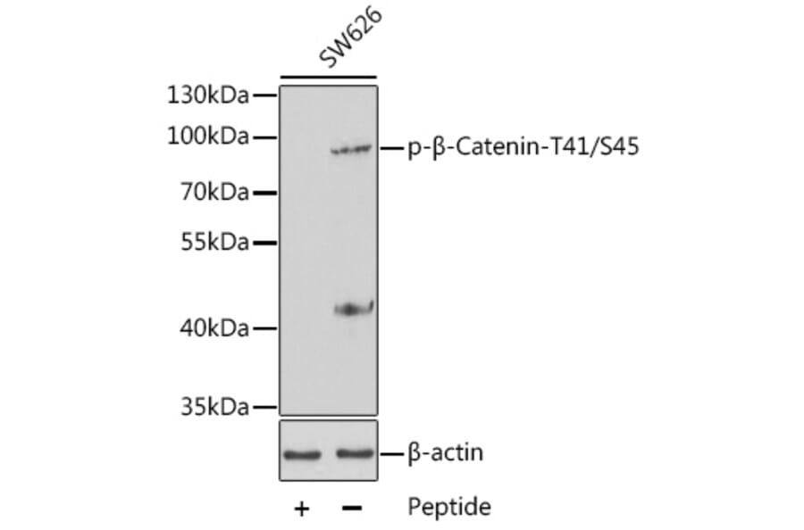 Western Blot - Anti-beta Catenin (phospho Thr41 + Ser45) Antibody (A10930) - Antibodies.com