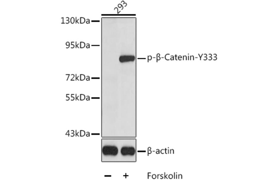 Western Blot - Anti-beta Catenin (phospho Tyr333) Antibody (A10931) - Antibodies.com