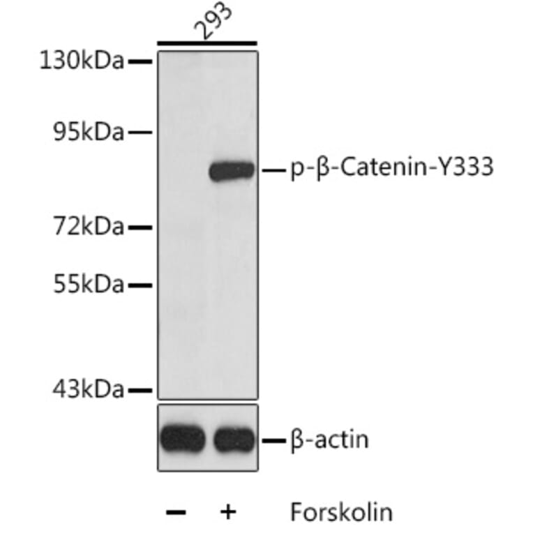Western Blot - Anti-beta Catenin (phospho Tyr333) Antibody (A10931) - Antibodies.com