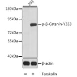 Western Blot - Anti-beta Catenin (phospho Tyr333) Antibody (A10931) - Antibodies.com