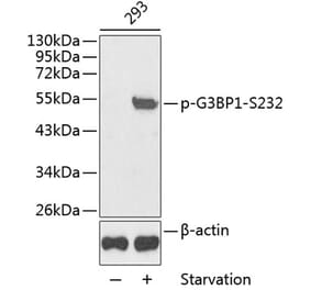 Western Blot - Anti-G3BP (phospho Ser232) Antibody (A10934) - Antibodies.com